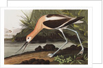 American Avocet, Recurvirostra Americana, 1845 by John J. Audubon