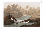 Little Sandpiper, Tringa Pusilla, 1845 by John J. Audubon