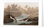 Little Sandpiper, Tringa Pusilla, 1845 by John J. Audubon