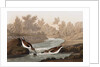 Little Sandpiper, Tringa Pusilla, 1845 by John J. Audubon