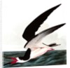 Black Skimmer or Shearwater, Rhincops Nigra, 1845 by John J. Audubon