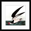 Black Skimmer or Shearwater, Rhincops Nigra, 1845 by John J. Audubon