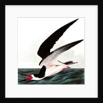 Black Skimmer or Shearwater, Rhincops Nigra, 1845 by John J. Audubon