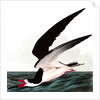 Black Skimmer or Shearwater, Rhincops Nigra, 1845 by John J. Audubon