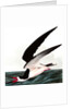 Black Skimmer or Shearwater, Rhincops Nigra, 1845 by John J. Audubon