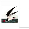 Black Skimmer or Shearwater, Rhincops Nigra, 1845 by John J. Audubon