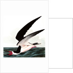 Black Skimmer or Shearwater, Rhincops Nigra, 1845 by John J. Audubon