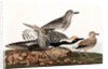 Black Bellied Plover, Charadrius Helveticus, 1845 by John J. Audubon