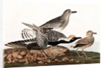 Black Bellied Plover, Charadrius Helveticus, 1845 by John J. Audubon