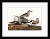 Black Bellied Plover, Charadrius Helveticus, 1845 by John J. Audubon