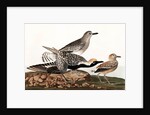 Black Bellied Plover, Charadrius Helveticus, 1845 by John J. Audubon