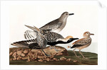 Black Bellied Plover, Charadrius Helveticus, 1845 by John J. Audubon
