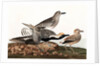 Black Bellied Plover, Charadrius Helveticus, 1845 by John J. Audubon