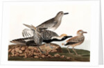 Black Bellied Plover, Charadrius Helveticus, 1845 by John J. Audubon