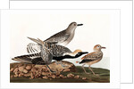 Black Bellied Plover, Charadrius Helveticus, 1845 by John J. Audubon