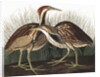 American Bittern, Botaurus Lentiginosus, 1845 by John J. Audubon