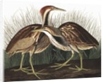 American Bittern, Botaurus Lentiginosus, 1845 by John J. Audubon