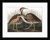 American Bittern, Botaurus Lentiginosus, 1845 by John J. Audubon