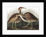 American Bittern, Botaurus Lentiginosus, 1845 by John J. Audubon