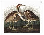 American Bittern, Botaurus Lentiginosus, 1845 by John J. Audubon