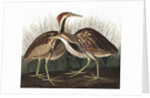 American Bittern, Botaurus Lentiginosus, 1845 by John J. Audubon