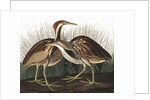American Bittern, Botaurus Lentiginosus, 1845 by John J. Audubon