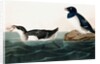 Little Auk, Uria Alle, 1845 by John J. Audubon