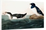 Little Auk, Uria Alle, 1845 by John J. Audubon