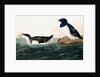 Little Auk, Uria Alle, 1845 by John J. Audubon