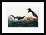 Little Auk, Uria Alle, 1845 by John J. Audubon