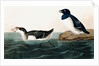 Little Auk, Uria Alle, 1845 by John J. Audubon