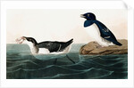 Little Auk, Uria Alle, 1845 by John J. Audubon