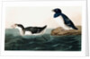 Little Auk, Uria Alle, 1845 by John J. Audubon