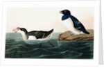 Little Auk, Uria Alle, 1845 by John J. Audubon