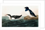 Little Auk, Uria Alle, 1845 by John J. Audubon