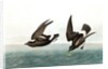 Least Stormy Petrel, Thalassidroma Pelagica, 1845 by John J. Audubon