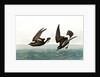 Least Stormy Petrel, Thalassidroma Pelagica, 1845 by John J. Audubon
