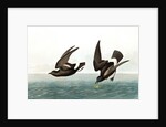 Least Stormy Petrel, Thalassidroma Pelagica, 1845 by John J. Audubon