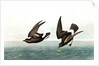Least Stormy Petrel, Thalassidroma Pelagica, 1845 by John J. Audubon