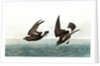 Least Stormy Petrel, Thalassidroma Pelagica, 1845 by John J. Audubon