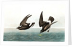 Least Stormy Petrel, Thalassidroma Pelagica, 1845 by John J. Audubon