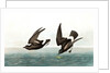 Least Stormy Petrel, Thalassidroma Pelagica, 1845 by John J. Audubon
