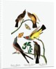 Three Varieties of Flycatcher, 1845 by John J. Audubon