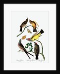 Three Varieties of Flycatcher, 1845 by John J. Audubon