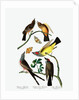Three Varieties of Flycatcher, 1845 by John J. Audubon