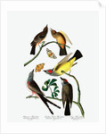 Three Varieties of Flycatcher, 1845 by John J. Audubon