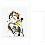 Three Varieties of Flycatcher, 1845 by John J. Audubon