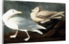 Burgomaster Gull, Larus Glaucus, 1845 by John J. Audubon