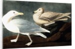 Burgomaster Gull, Larus Glaucus, 1845 by John J. Audubon
