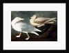 Burgomaster Gull, Larus Glaucus, 1845 by John J. Audubon